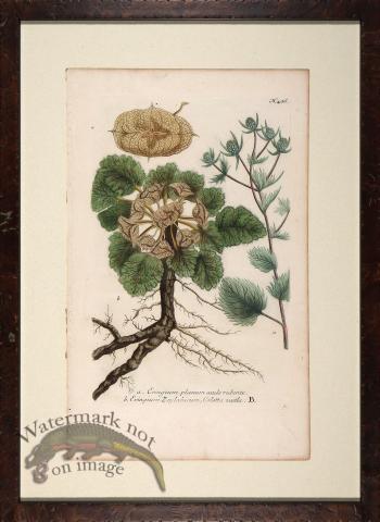 Weinmann Floated Burl 726 05